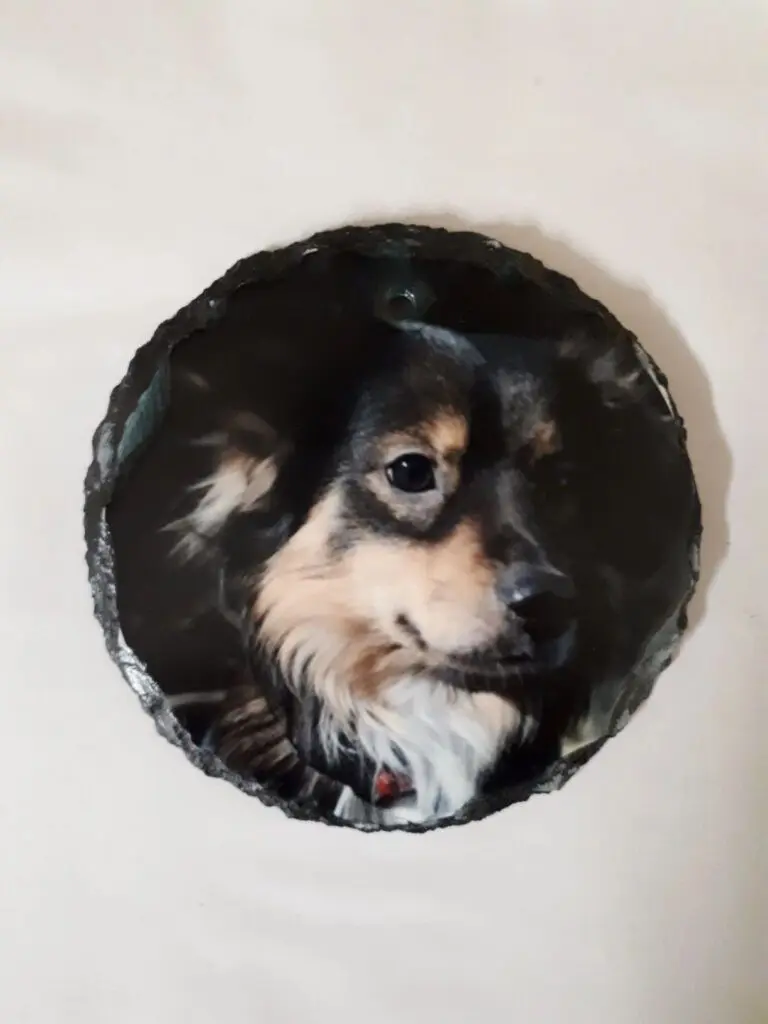 Close-up of a small dog with a dark background.